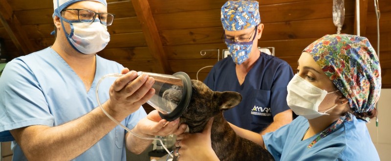 Um vetérinário e dois técnicos auxiliares prestam atendimento a um cachorro em uma clinica veterinária.